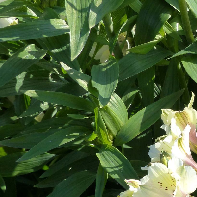 Alstroemeria Garden Summer Snow - Lis des Incas (Foliage)