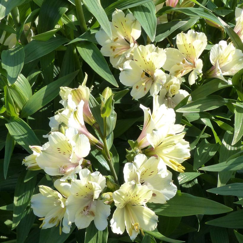 Alstroemeria Garden Summer Snow - Lis des Incas (Flowering)