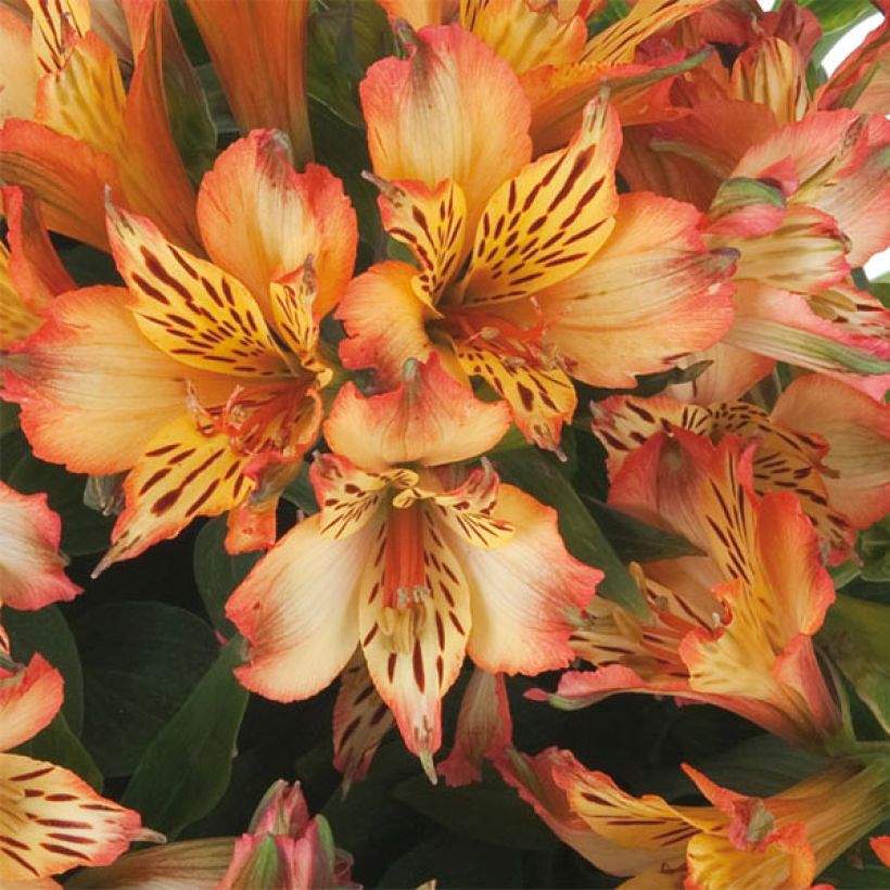 Alstroemère Inticancha Bryce - Lis des Incas (Flowering)
