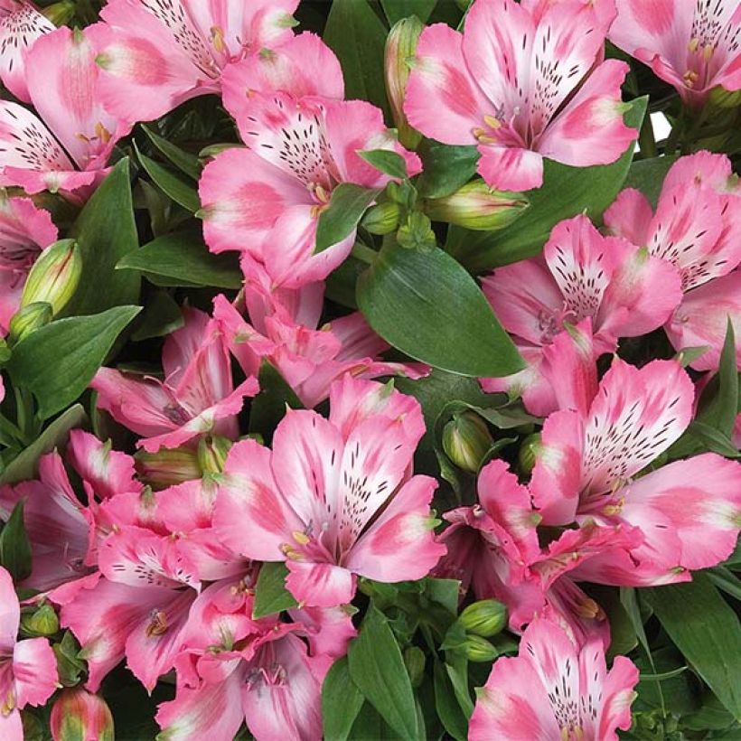 Alstroemeria Inticancha Imala - Lis des Incas (Flowering)