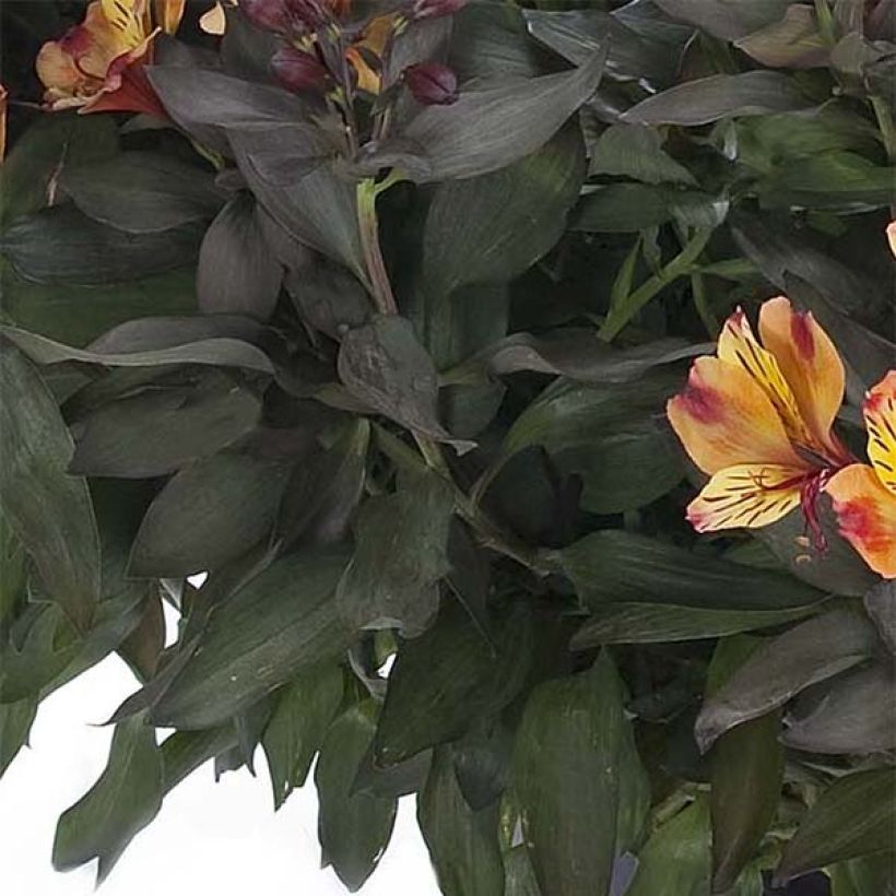 Alstroemeria Indian Summer - Lis des Incas (Foliage)