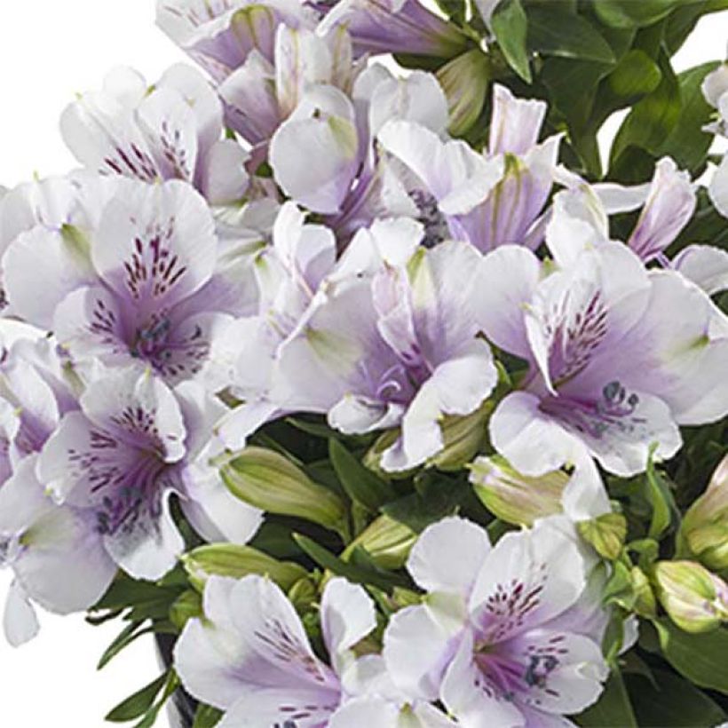 Alstroemeria Inticancha Moon - Lis des Incas (Flowering)