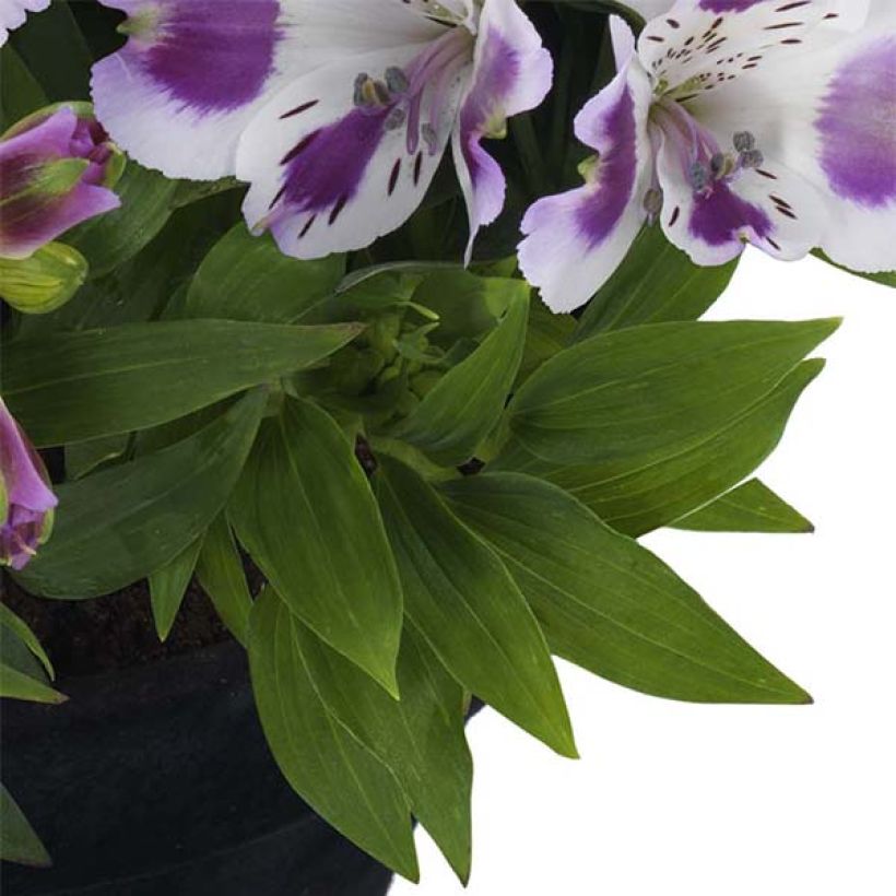 Alstroemeria Inticancha Passion - Lis des Incas (Foliage)