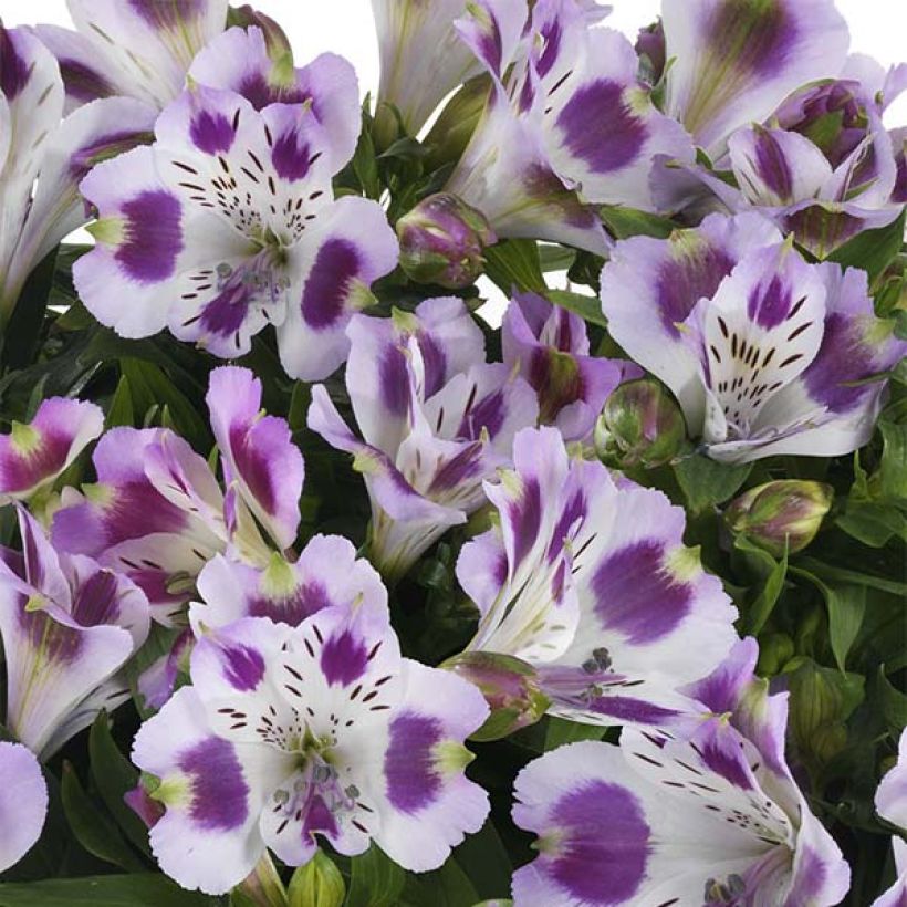 Alstroemeria Inticancha Passion - Lis des Incas (Flowering)