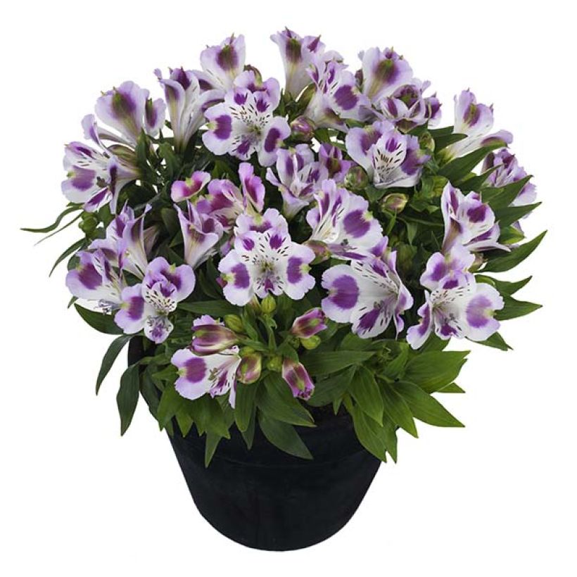 Alstroemeria Inticancha Passion - Lis des Incas (Plant habit)
