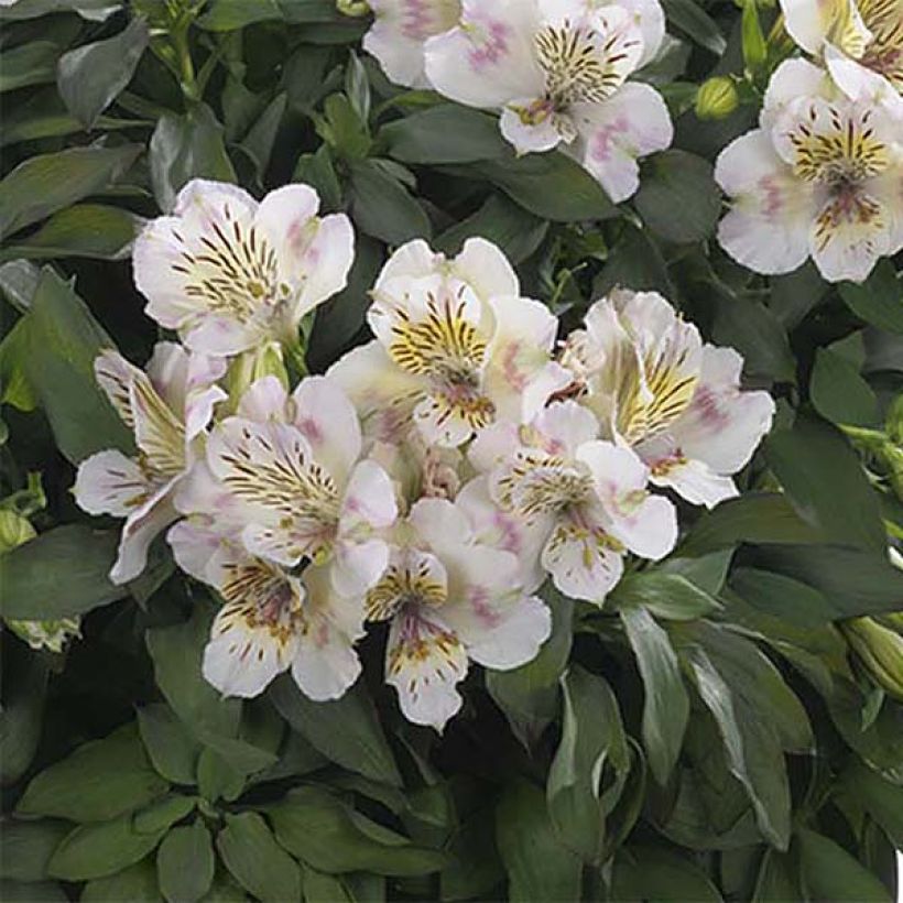 Alstroemeria Times Valley - Lis des Incas (Flowering)
