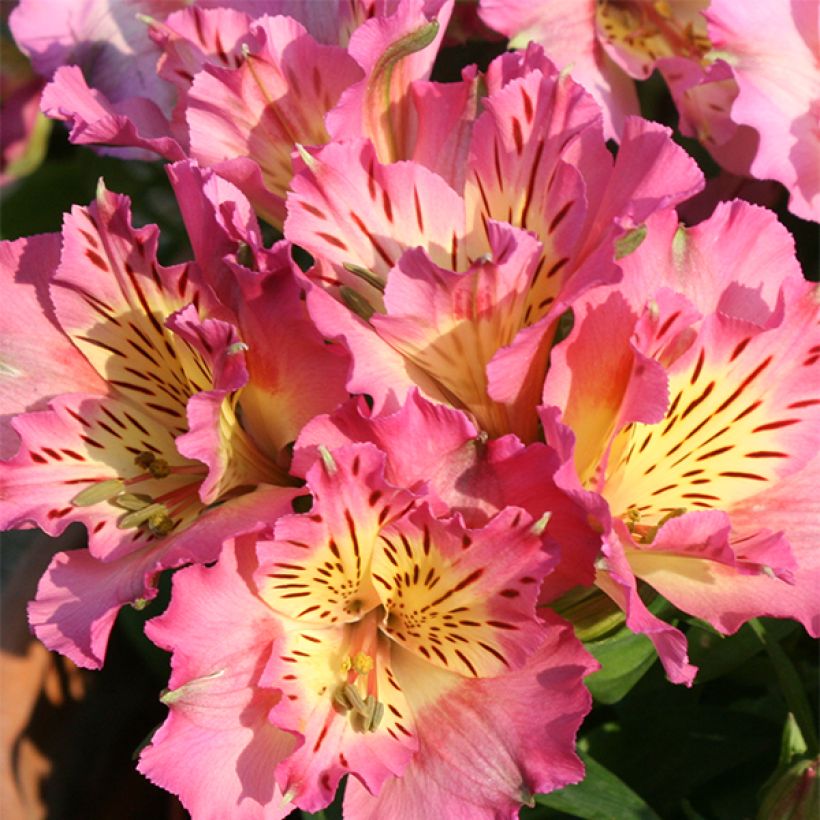 Alstroemère Inticancha Sunday - Lis des Incas (Flowering)
