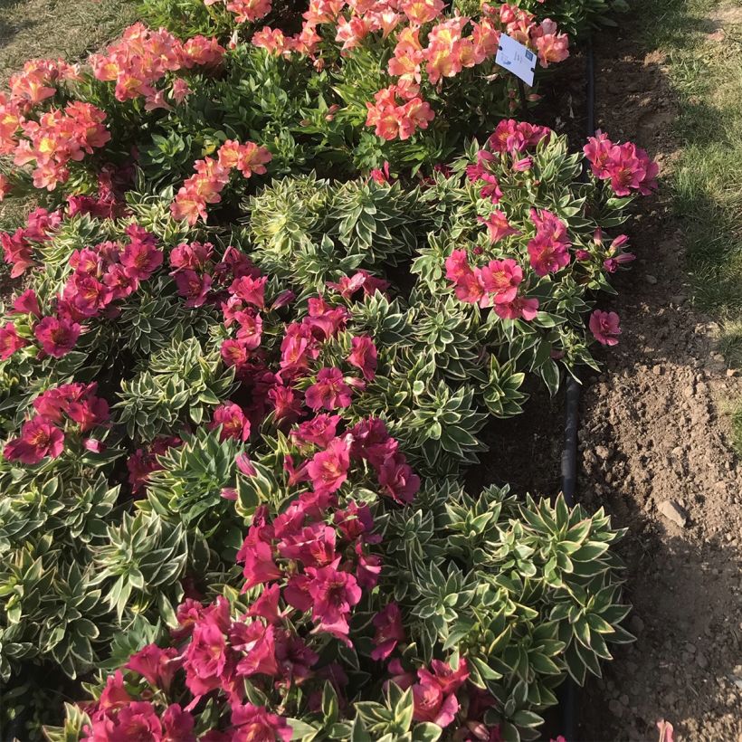 Alstroemeria River Valley - Lys des Incas (Plant habit)