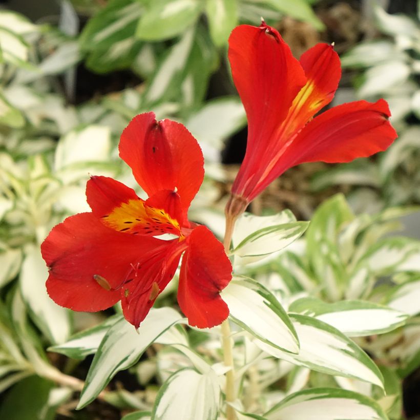 Alstroemeria Rock'n roll - Lis des Incas (Flowering)