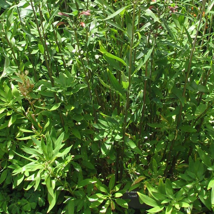 Alstroemeria Sweet Laura - Lys des Incas (Foliage)