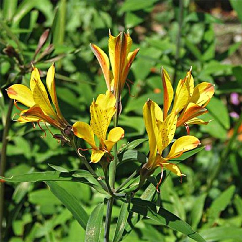 Alstroemeria Sweet Laura - Lys des Incas (Flowering)
