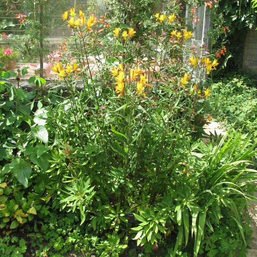 Alstroemeria Sweet Laura - Lys des Incas (Plant habit)