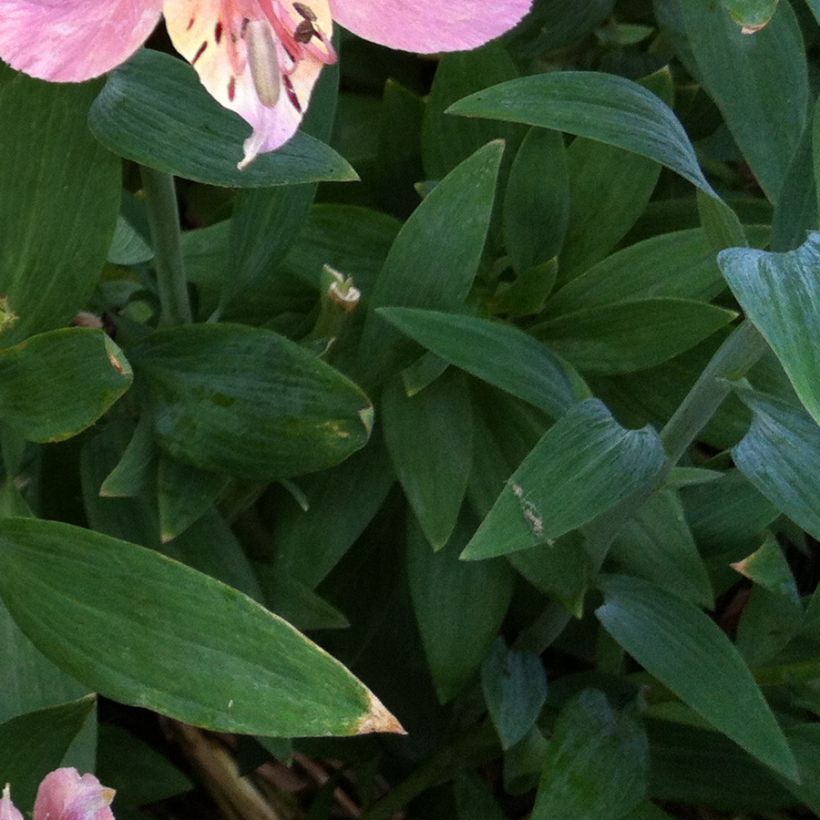 Alstroemeria ligtu-hybride - Lis des Incas (Foliage)