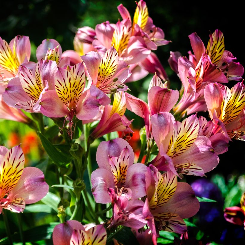 Alstroemeria ligtu-hybride - Lis des Incas (Plant habit)