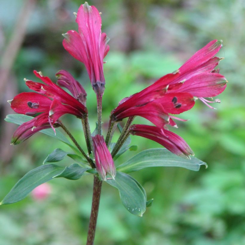 Alstroemeria psittacina Variegata - Lis des Incas (Flowering)