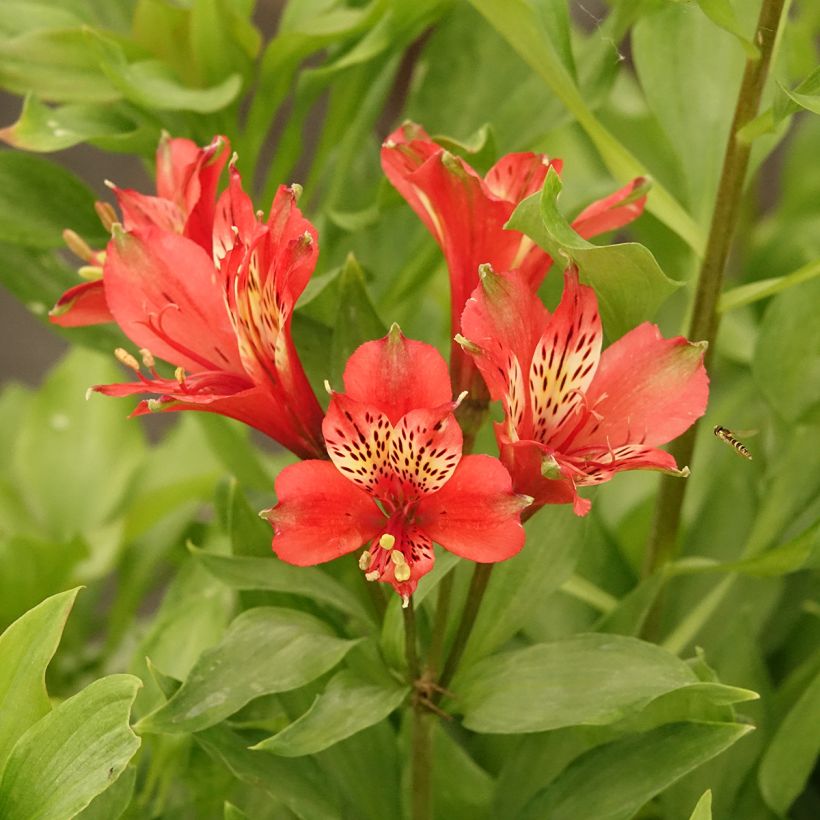 Alstroémère Duc d'Anjou Louis - Lys des Incas (Flowering)