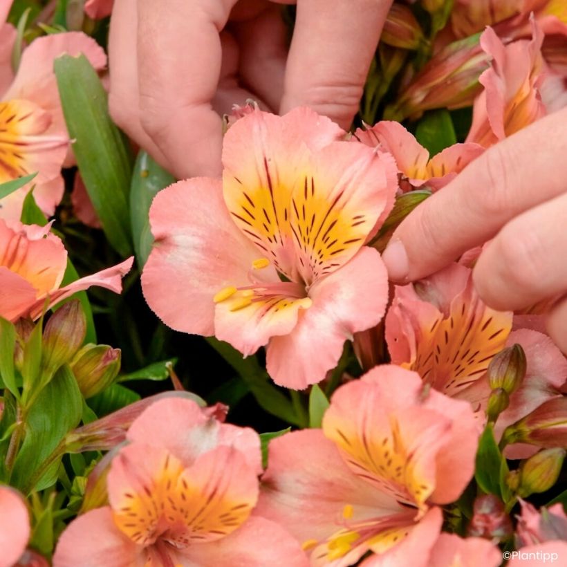 Alstroemeria Incalys Salmon - Lis des Incas (Flowering)