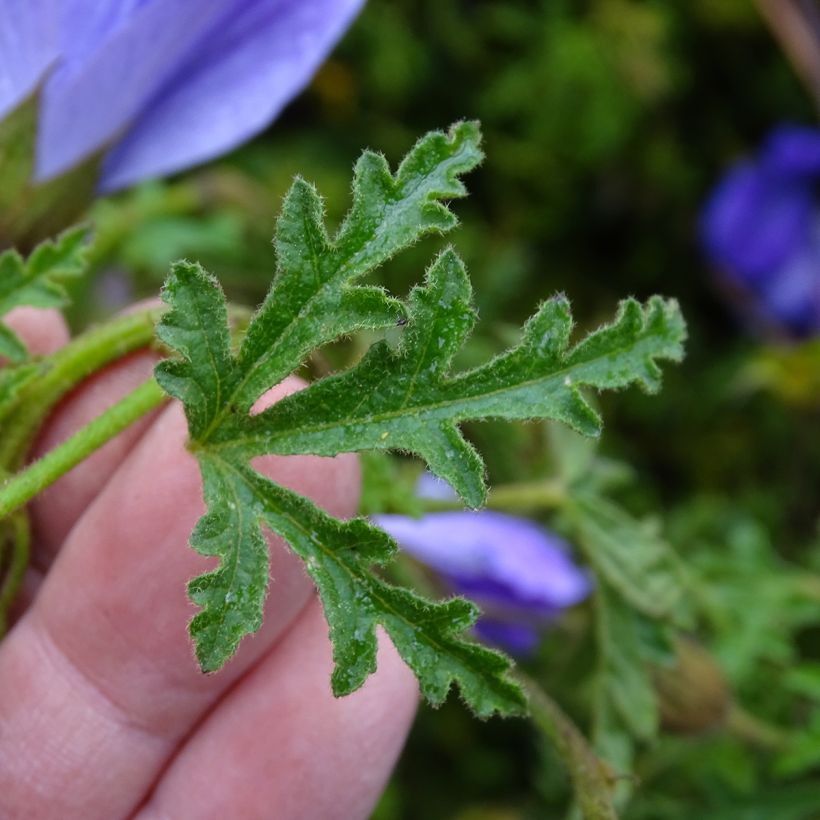 Alyogyne huegelii - Hibiscus bleu d'Australie (Foliage)