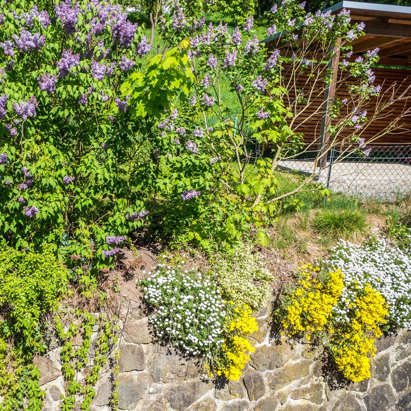 Alyssum saxatile Goldkugel - Corbeille d'Or à fleurs jaunes (Plant habit)