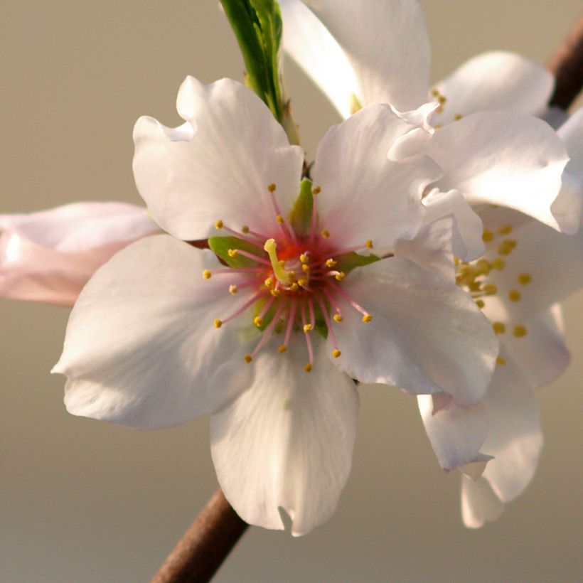 Amandier Aï Bio - Prunus dulcis (Flowering)