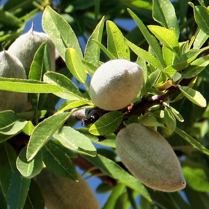 Amandier Aï Bio - Prunus dulcis (Harvest)