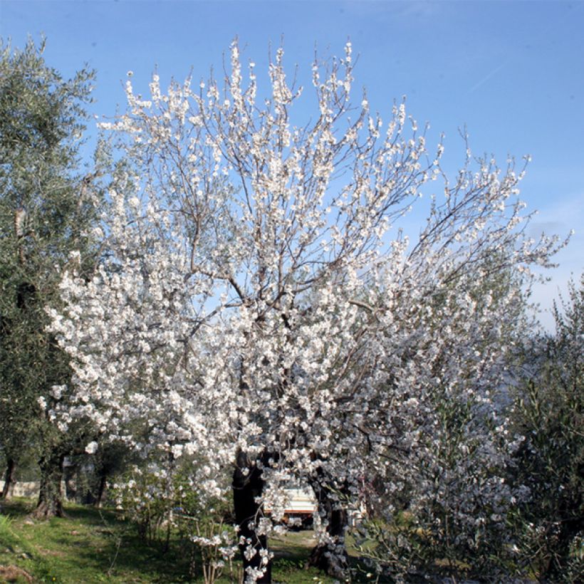 Amandier Ferraduel (Plant habit)