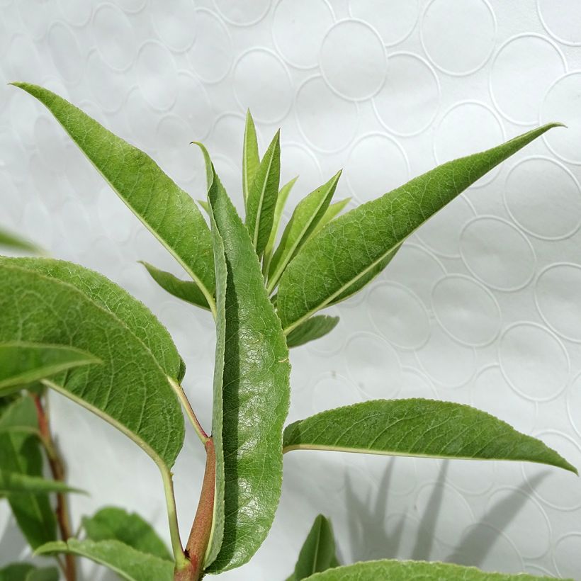 Amandier Ferragnes (Foliage)