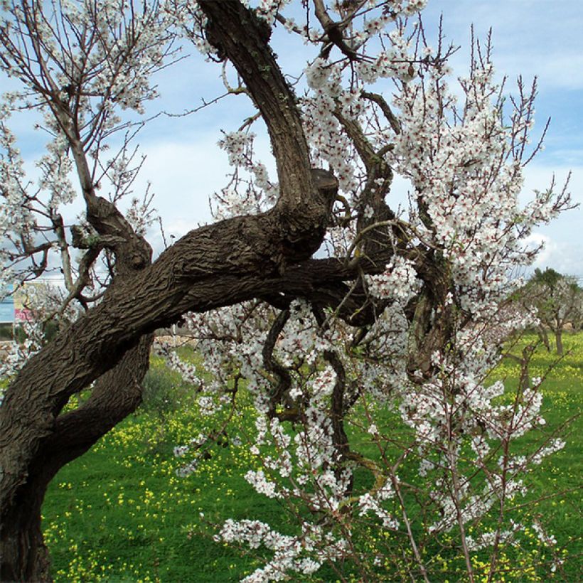 Amandier Ferragnes (Plant habit)