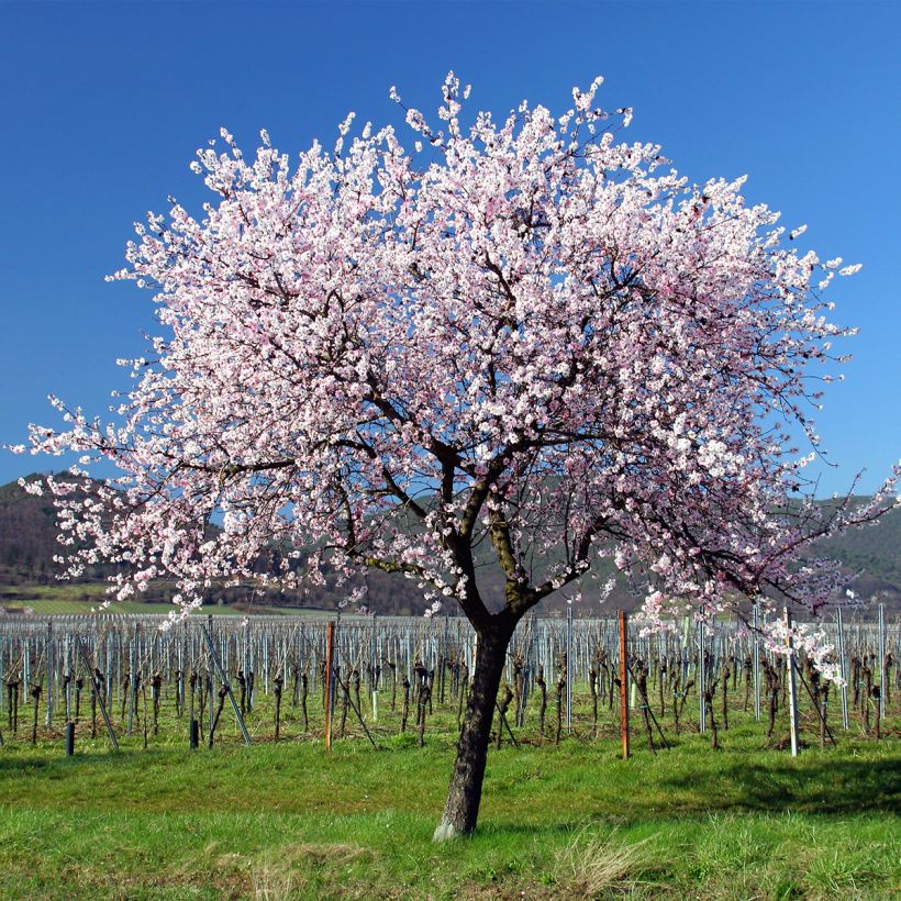 Amandier commun - Prunus dulcis (Plant habit)