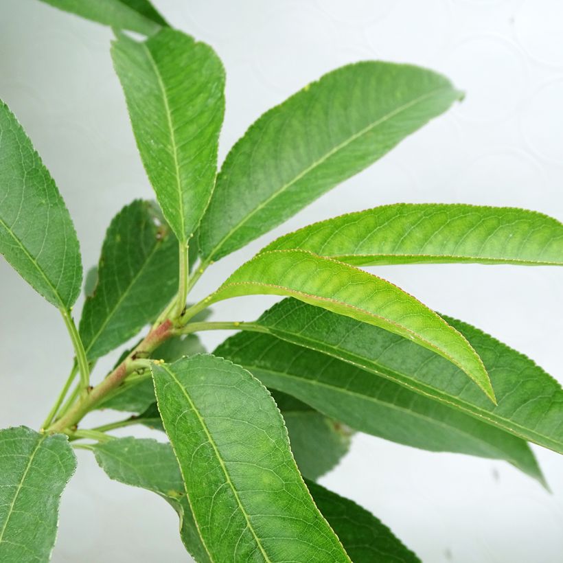 Amandier Texas (Foliage)