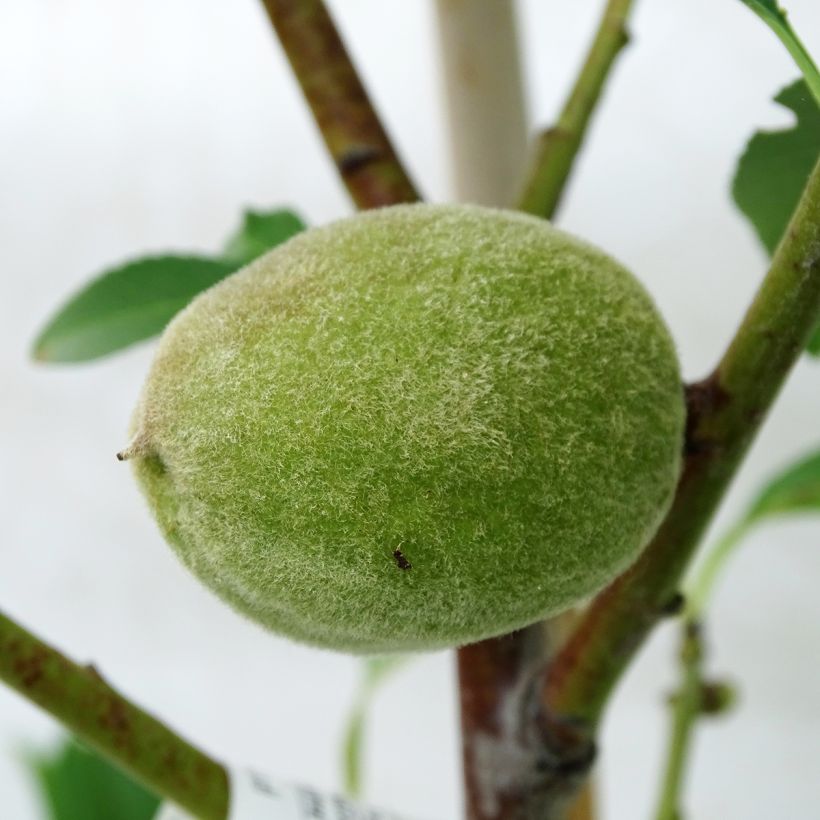 Amandier Texas (Harvest)