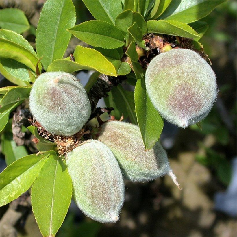 Amandier nain Garden Prince (Harvest)