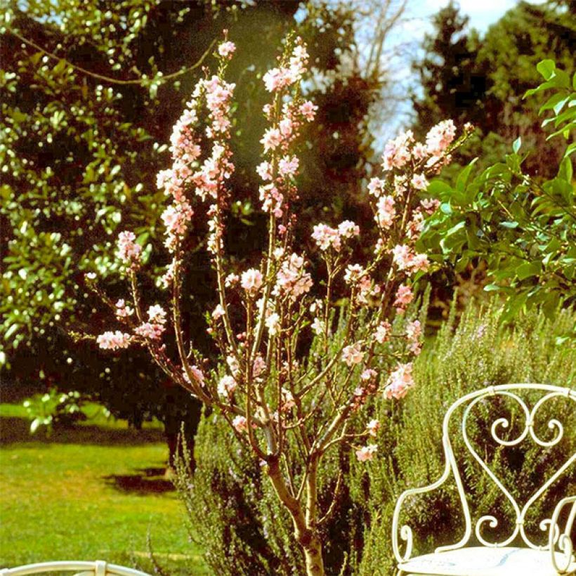 Amandier nain Garden Prince (Plant habit)