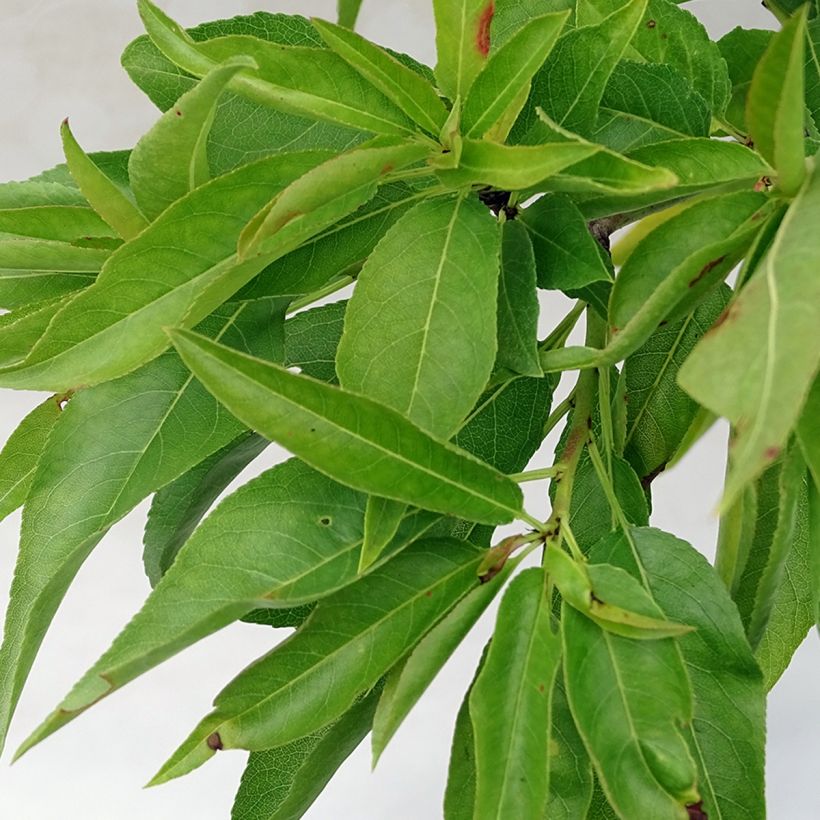 Amandier nain autofertile Fruit me Almond me - Prunus dulcis (Foliage)