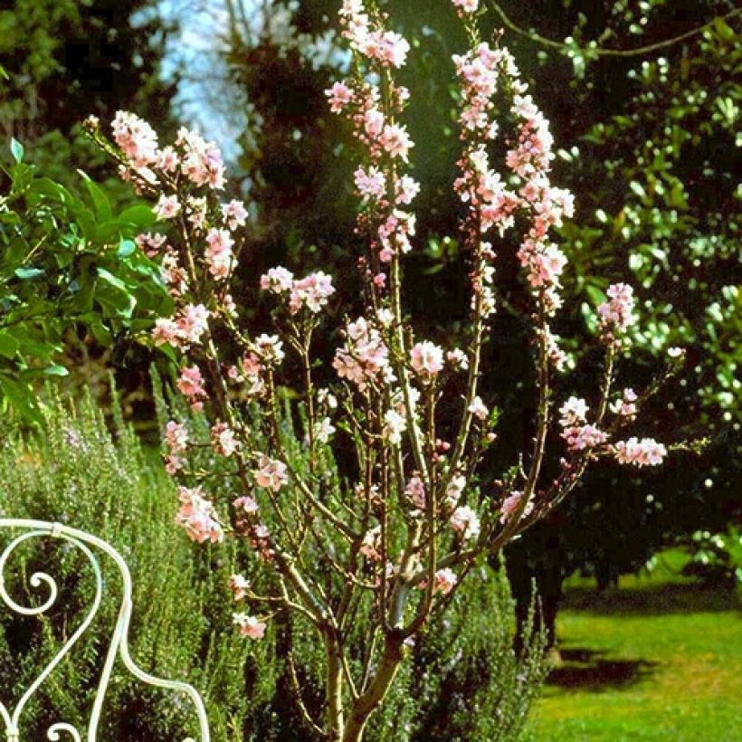 Amandier nain autofertile Fruit me Almond me - Prunus dulcis (Plant habit)