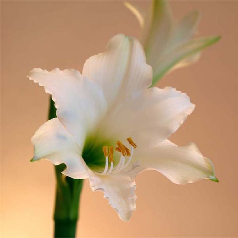 Amaryllis Amputo (Flowering)