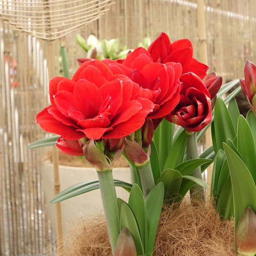 Amaryllis Double Dragon (Plant habit)