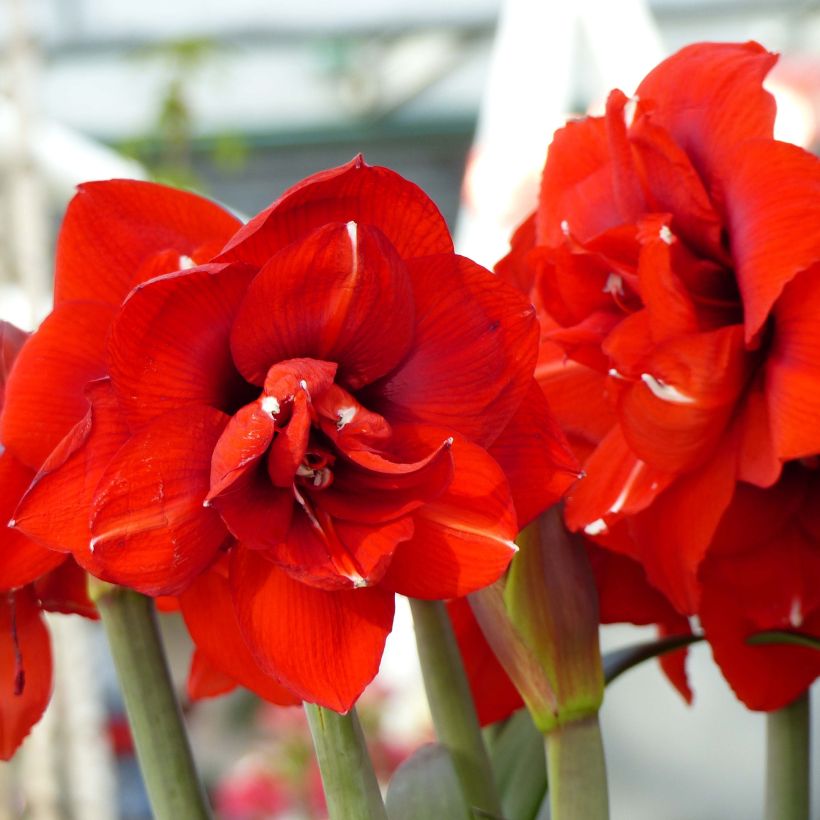 Amaryllis Double King - Hippeastrum (Flowering)