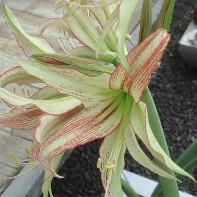 Amaryllis Emerald (Flowering)