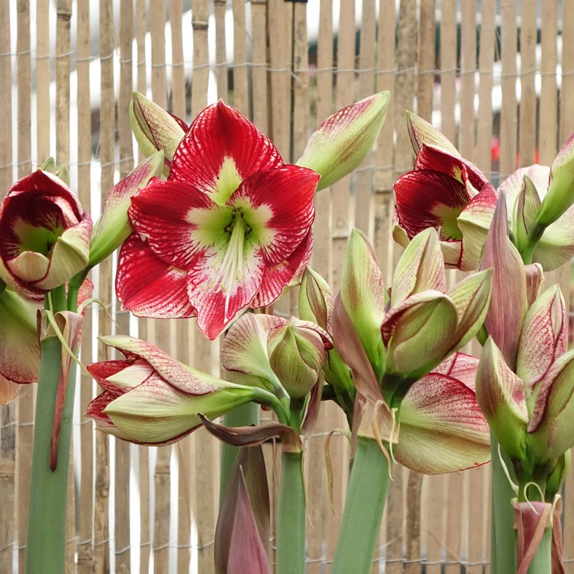 Amaryllis Flamenco Queen (Flowering)