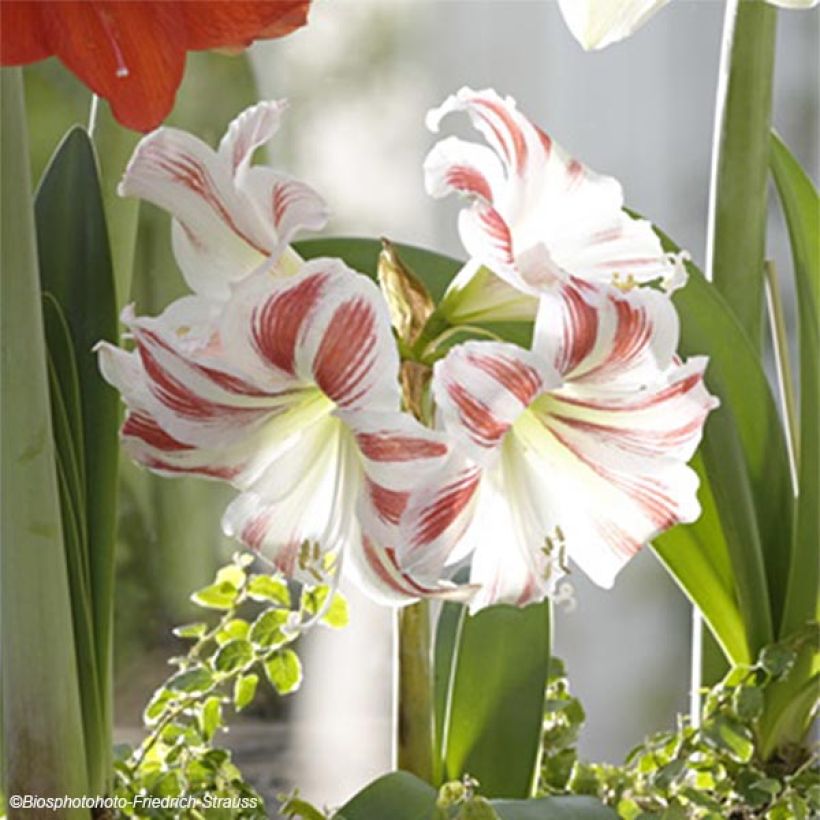 Amaryllis Flaming Striped (Flowering)