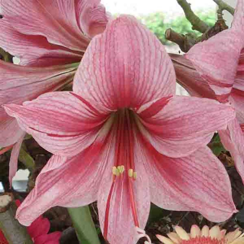 Amaryllis Gervase (Flowering)