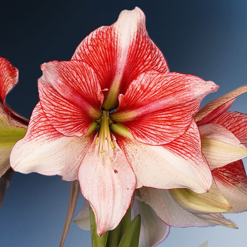 Amaryllis Grandise Fantasy - Hippeastrum (Flowering)