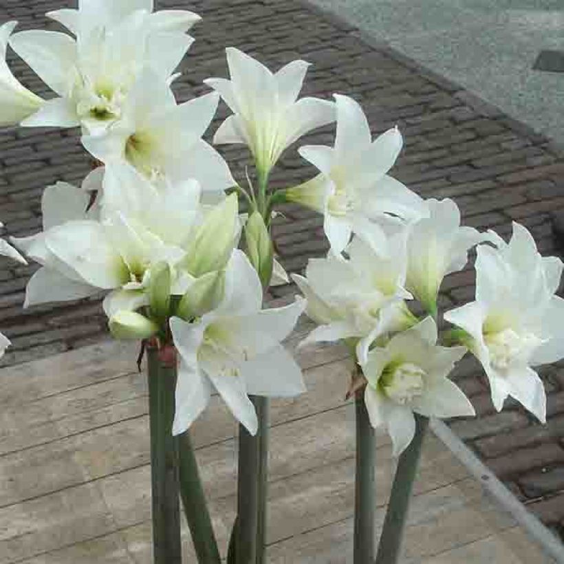 Amaryllis Jewel (Flowering)