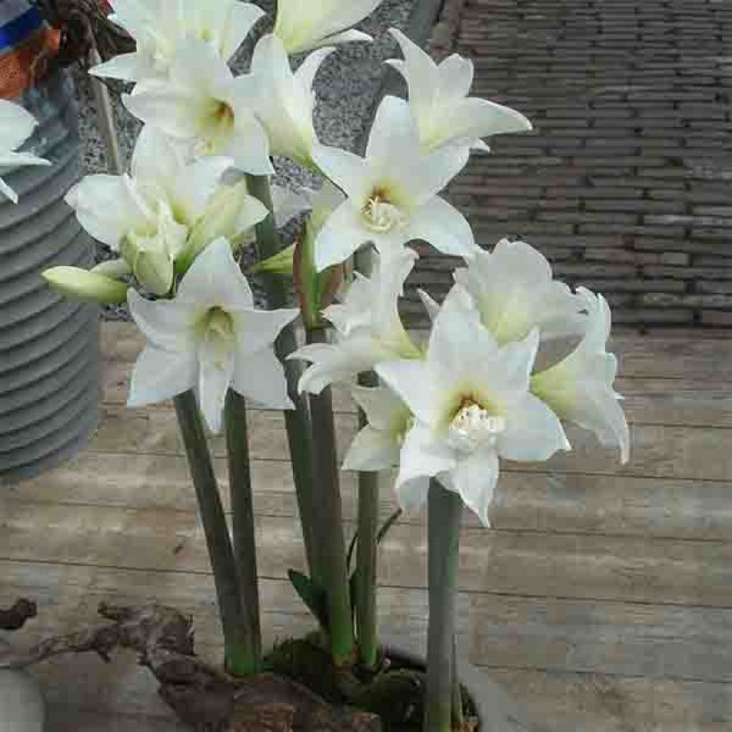 Amaryllis Jewel (Plant habit)
