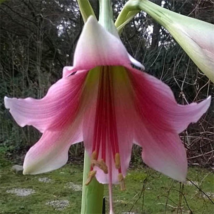 Amaryllis Misty (Flowering)