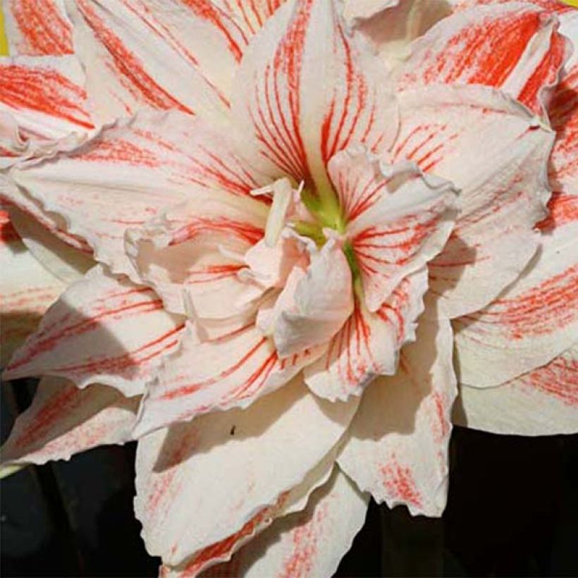 Amaryllis double Nymph (Flowering)