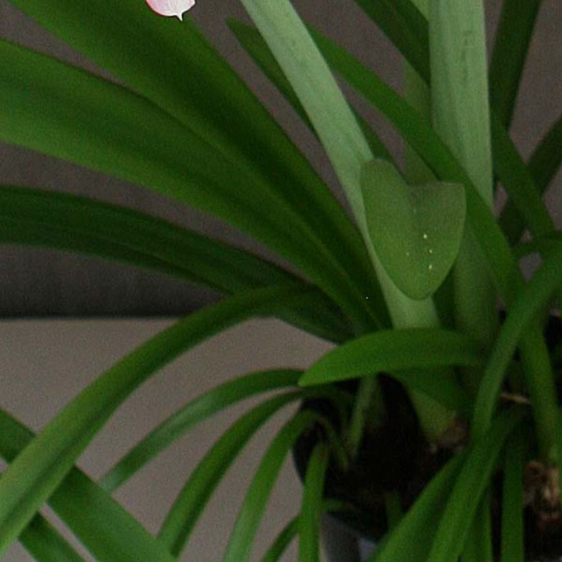 Amaryllis Pink Rascal (Foliage)