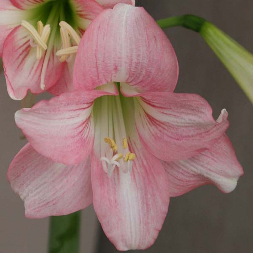 Amaryllis Pink Rascal (Flowering)