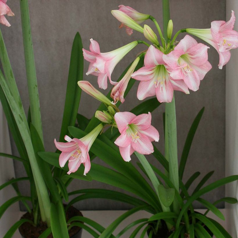 Amaryllis Pink Rascal (Plant habit)